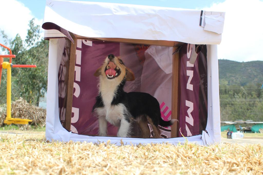 Las vallas políticas que antes pedían votos ahora dan techo a perros sin hogar