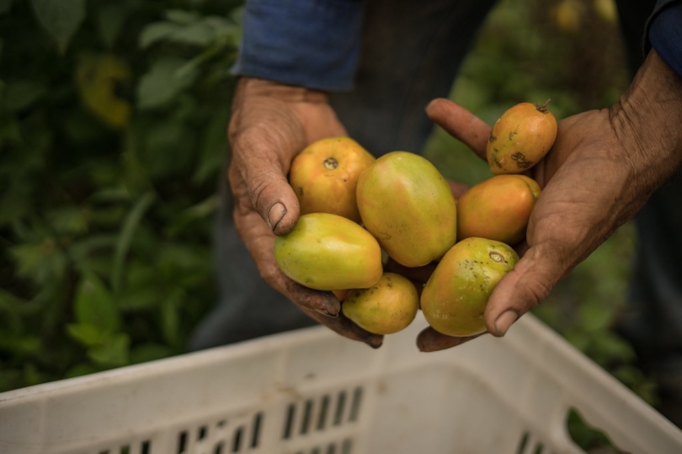 Más de 300 excombatientes se beneficiarán de 15 nuevos proyectos productivos