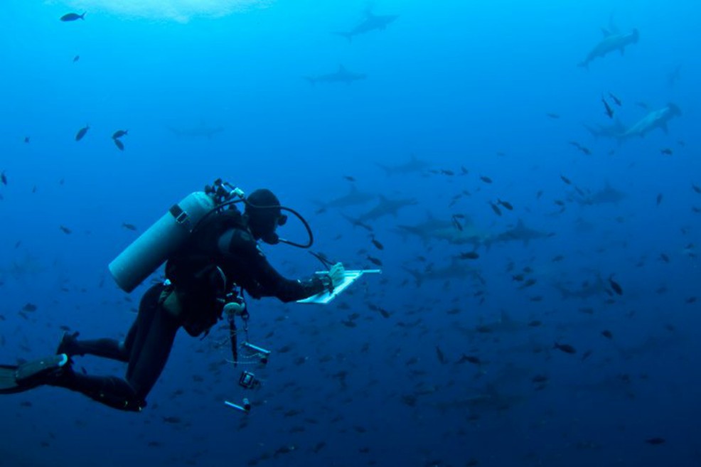 Tiburones y humanos, una batalla desigual