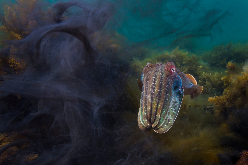 "La congregación anual de sepias gigantes es un acontecimiento único en el sur de Australia", afirma el fotógrafo Matty Smith. "De mayo a agosto, unas 250.000 sepias se reúnen en torno a Point Lowly, frente a la pequeña ciudad industrial de Whyalla, para luchar y reproducirse".