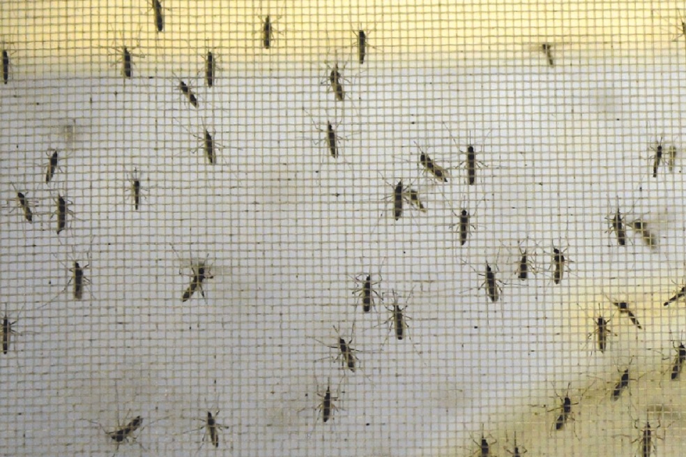Liberarán batallón de mosquitos para combatir el dengue en Antioquia