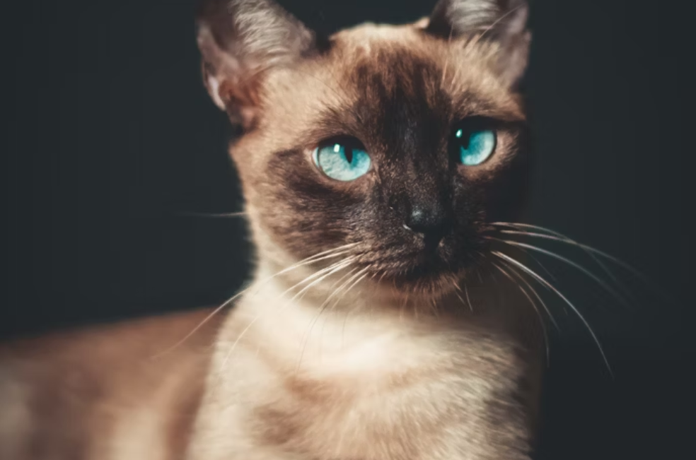 ¿Por qué la mayoría de gatos siameses son bizcos?