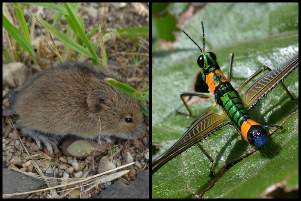 Estos animales fueron añadidos a la Lista Roja de especies amenazadas