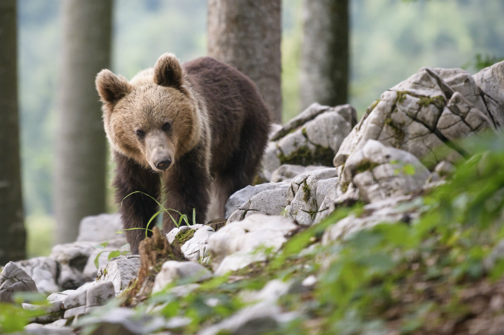 En la última década,  el número de ejemplares de osos en los bosques de Eslovenia se ha duplicado hasta alcanzar un millar. 