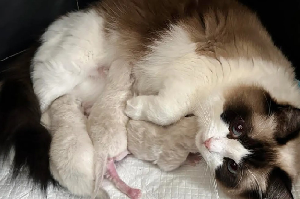 Emotiva reacción de una niña al encontrar a su gata con tres recién nacidos