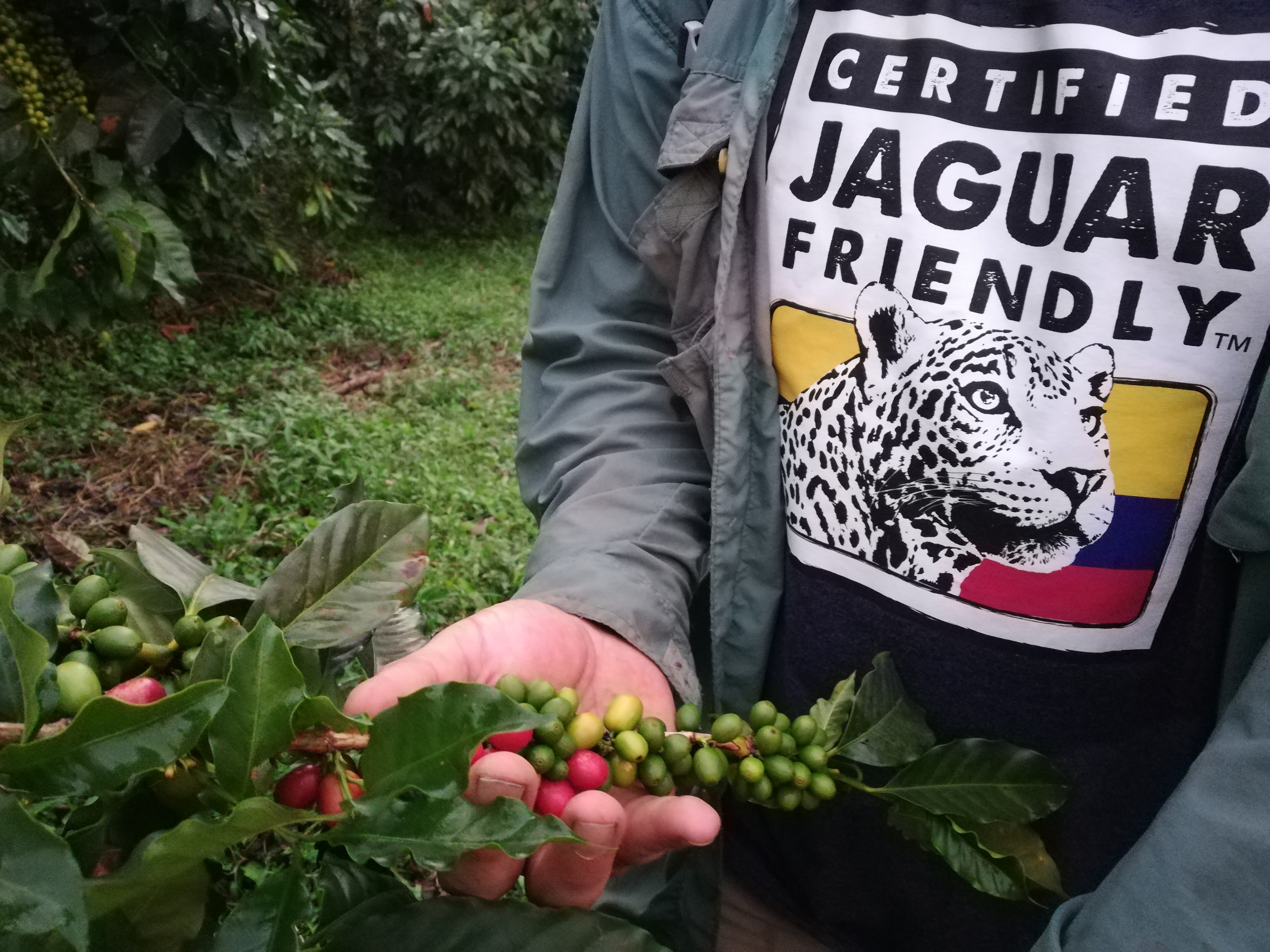 Imagen del café Amigo del Jaguar en la Sierra Nevada de Santa Marta, tomada en una de las siete fincas que actualmente están certificadas en Colombia.