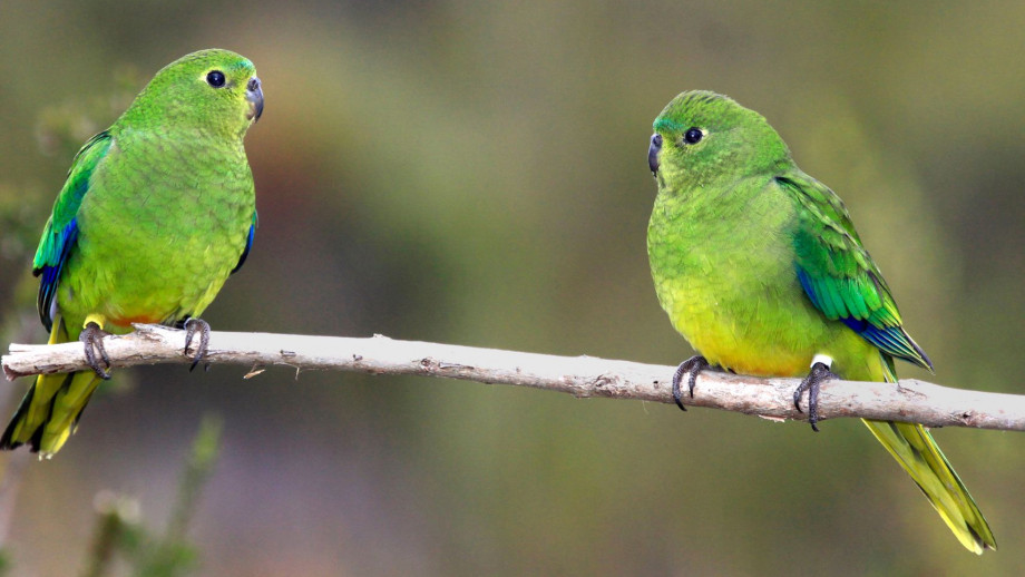 Nacer en cautiverio podría cambiar la forma de las alas de algunas aves