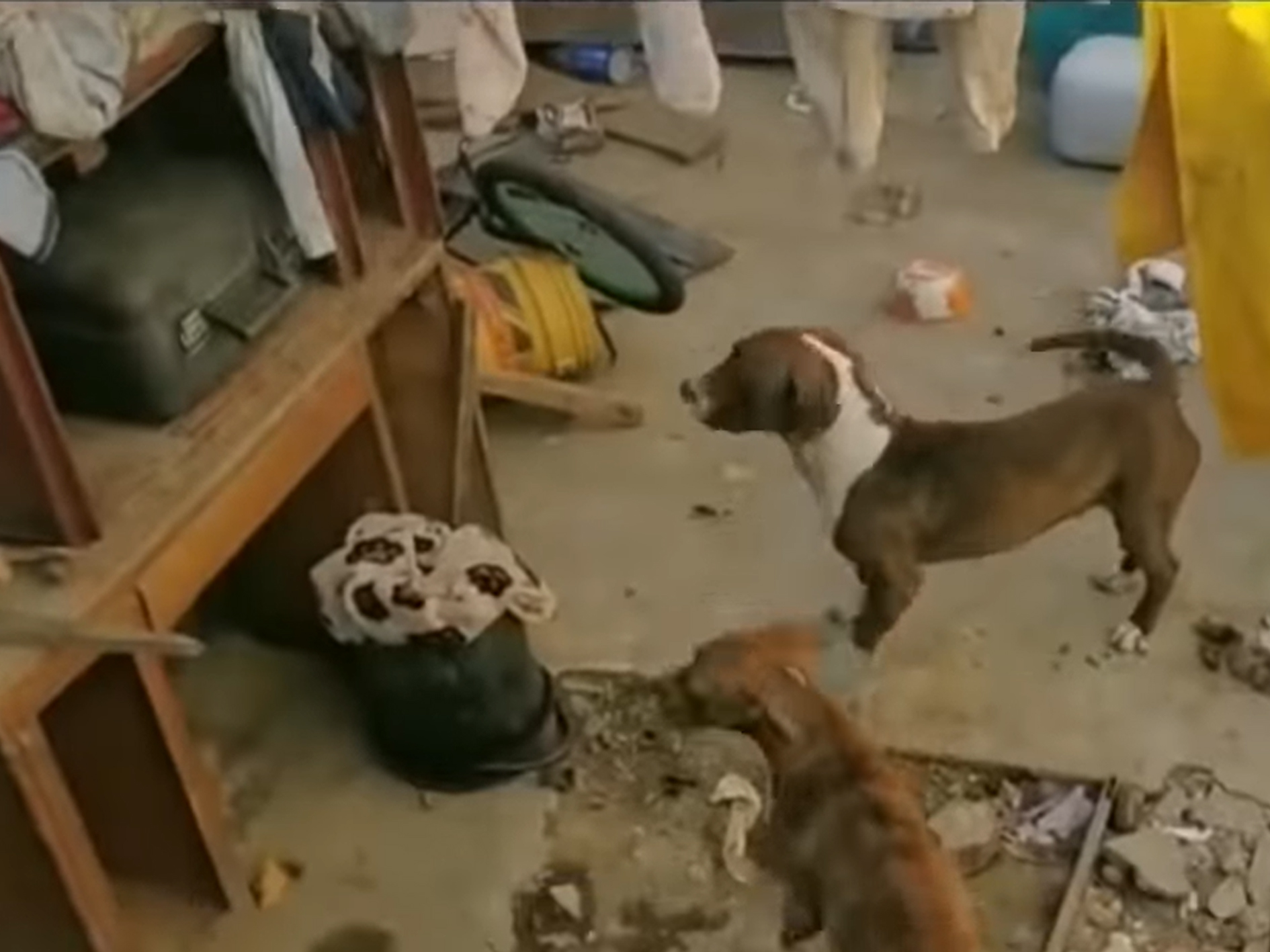 ICBF había sido alertado del riesgo que corría el niño que fue atacado por perros en Bogotá