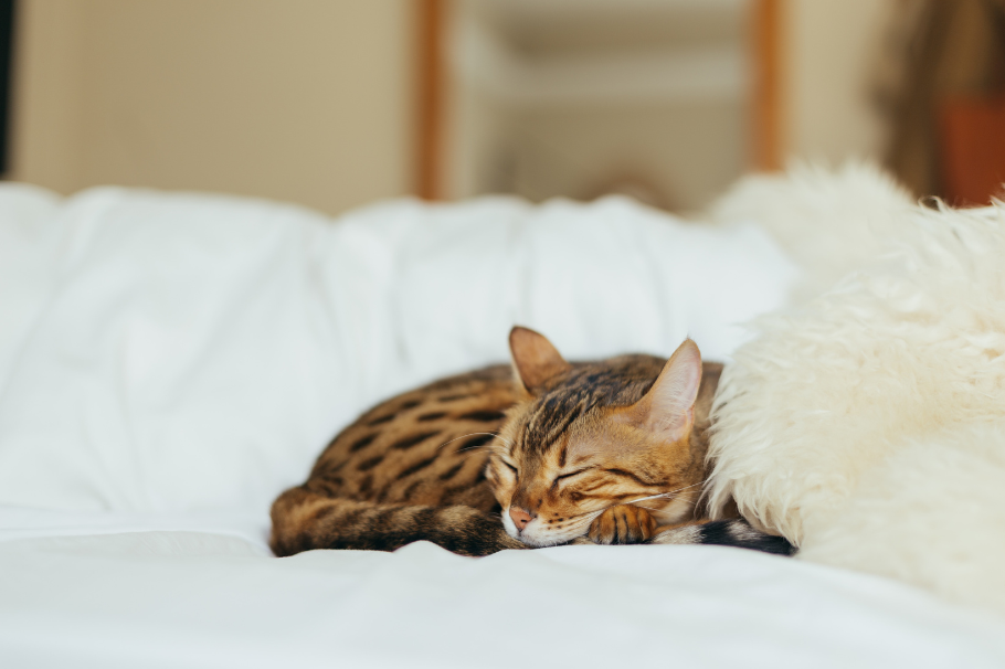 ¿Cómo saber si tu gato está enfermo? Estas señales te ayudarán a saberlo