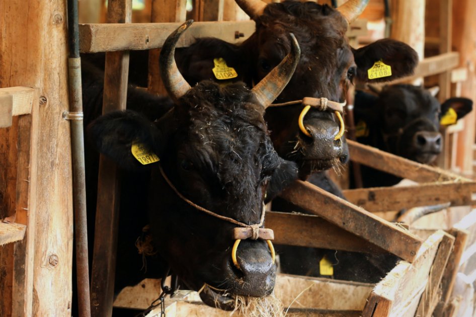 Suplemento alimenticio para vacas podría ayudar a combatir cambio climático