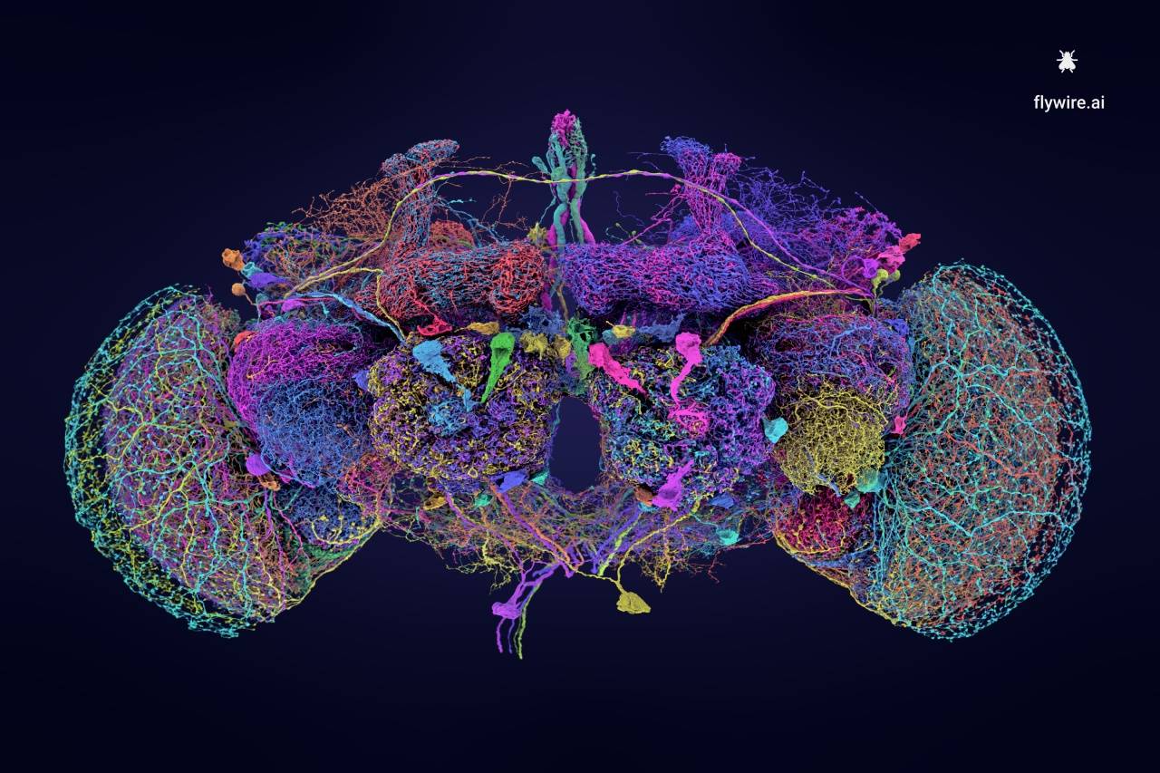 Logran el mapa del cerebro de la mosca de la fruta, un paso clave para los humanos