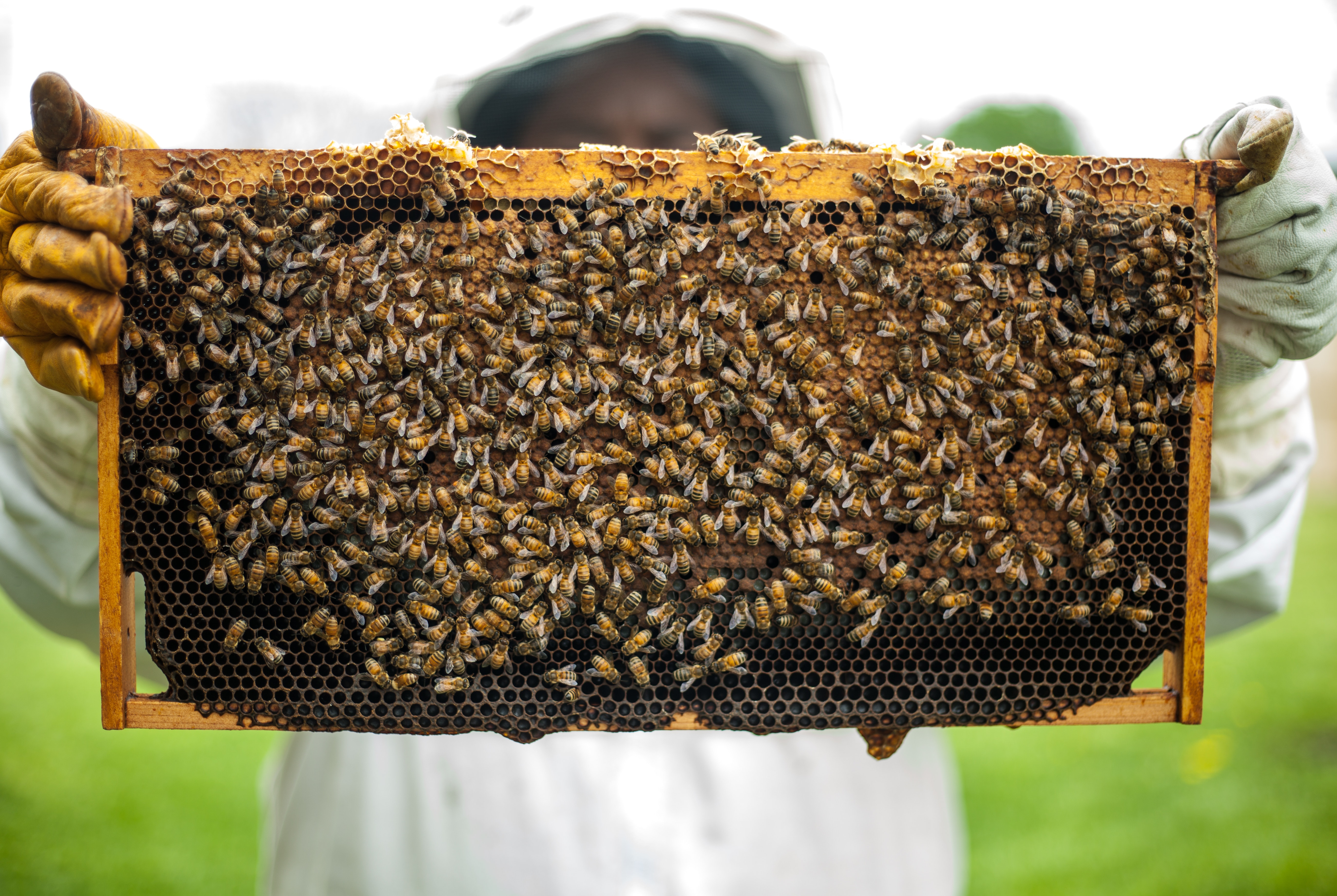Insecticida prohibido en Europa está matando las abejas en Colombia