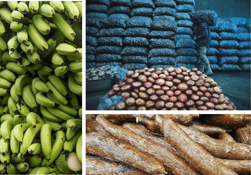 Papa, yuca y plátano: así va la producción de los alimentos más caros en Colombia