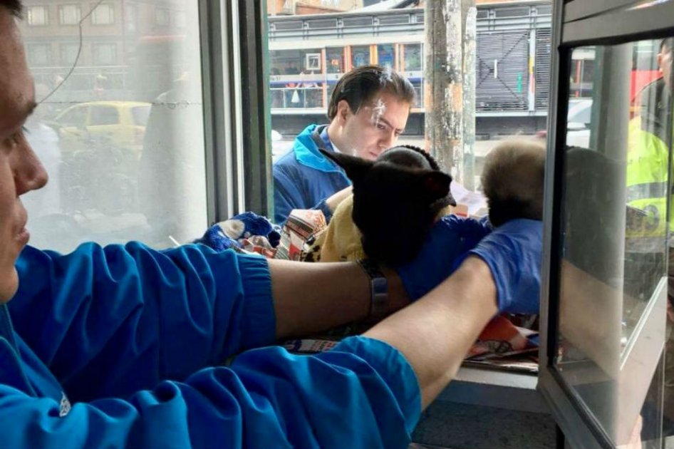 Rescatan a 36 animales enfermos de locales comerciales en la Av. Caracas