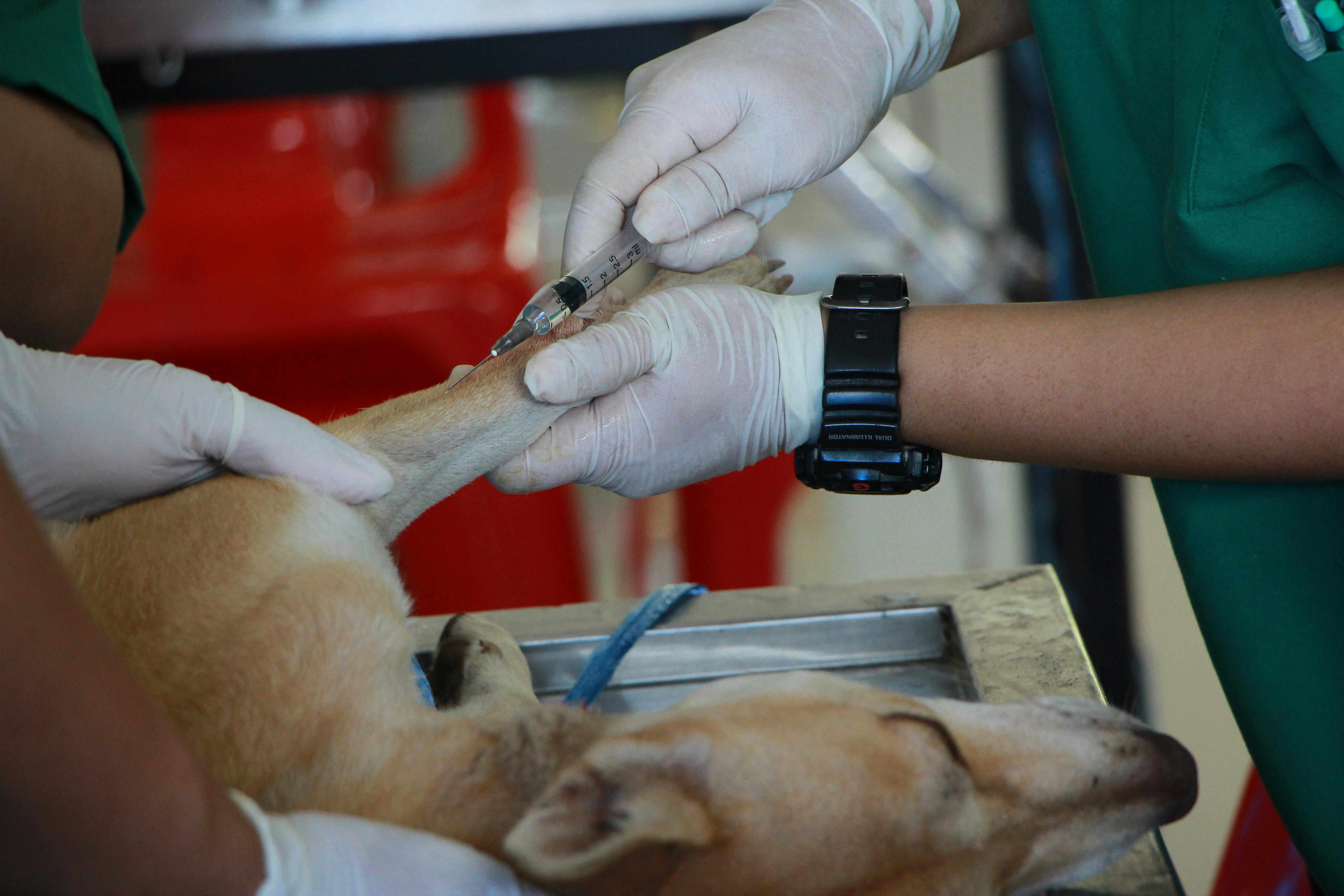 Esta es la razón por la que su mascota necesita un seguro (video)