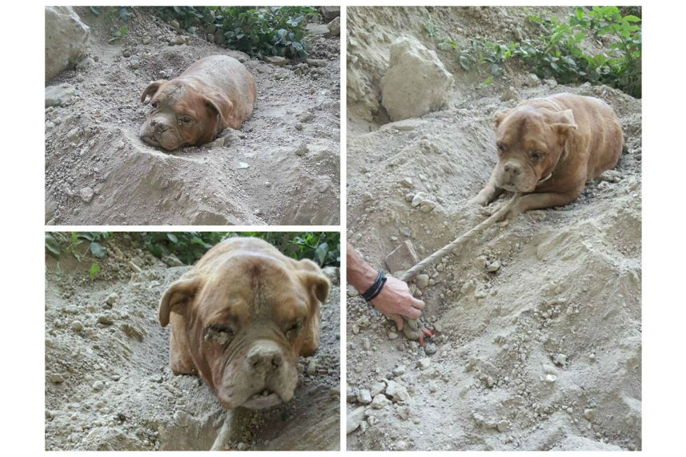 Hombre logra salvar a perro que fue enterrado vivo en Francia