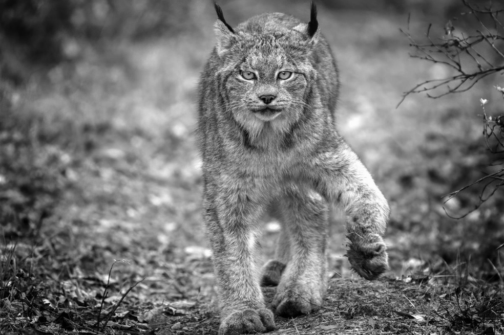 Lince salvaje en el Parque Nacional Riding Mountain de Manitoba, en Canadá.