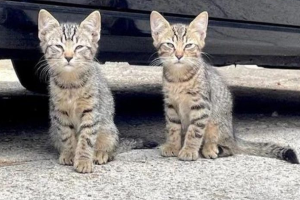 Dos gatos gemelos