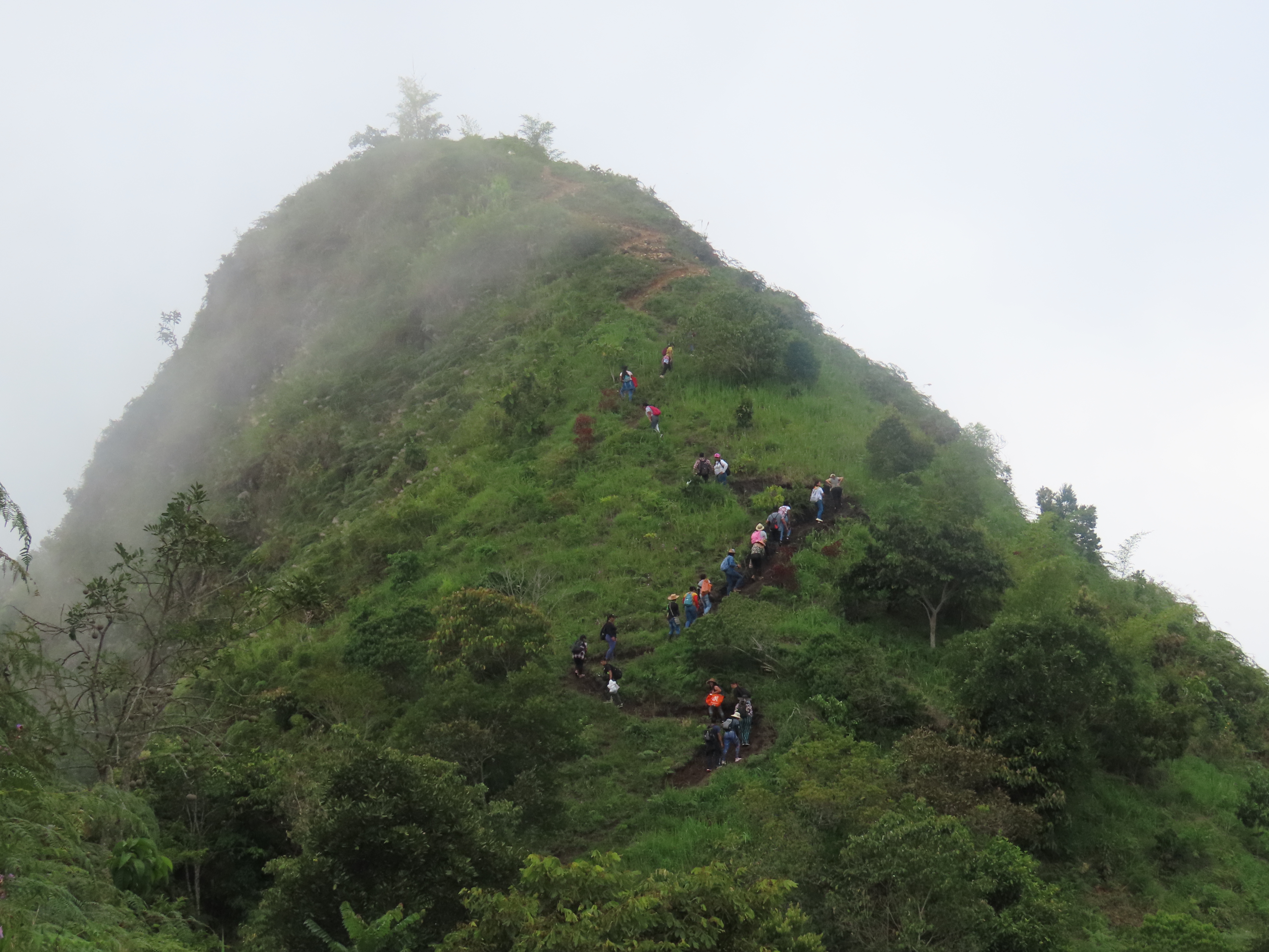 Reforestación en cerro Carbunco