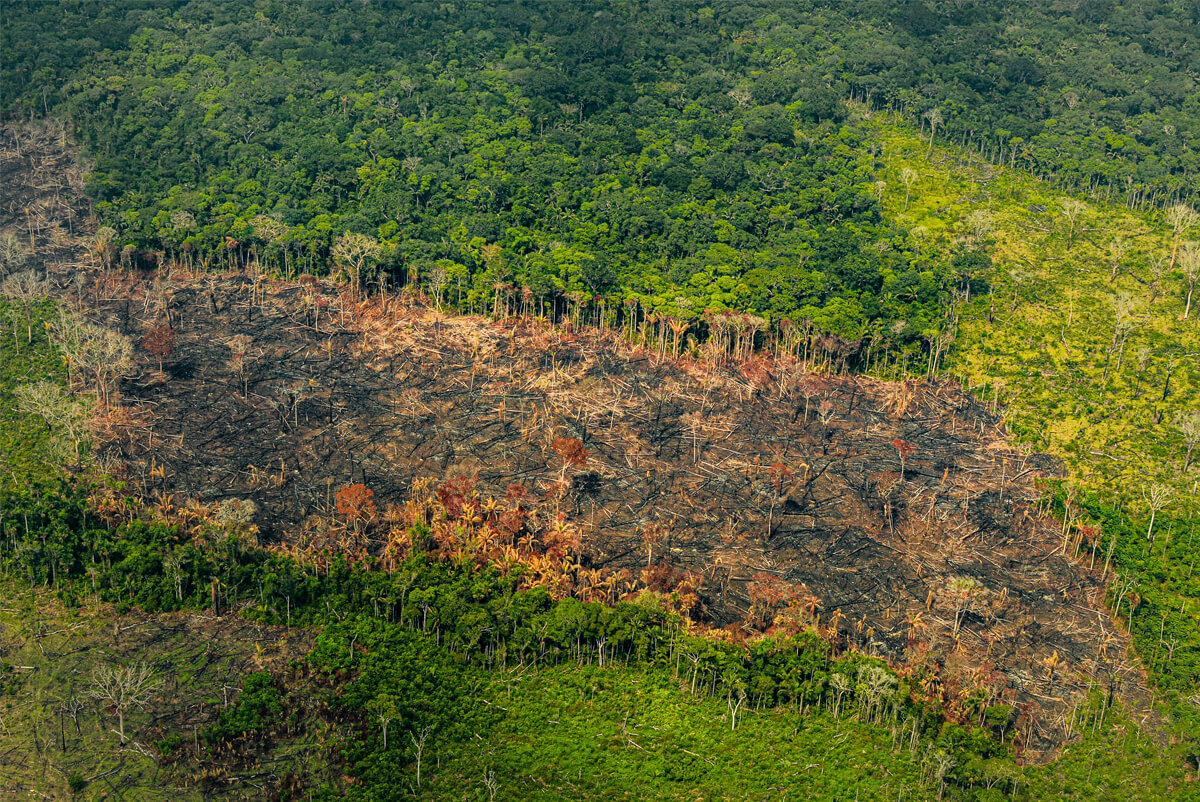 A la deforestación no le ha valido que la Amazonía tenga derechos