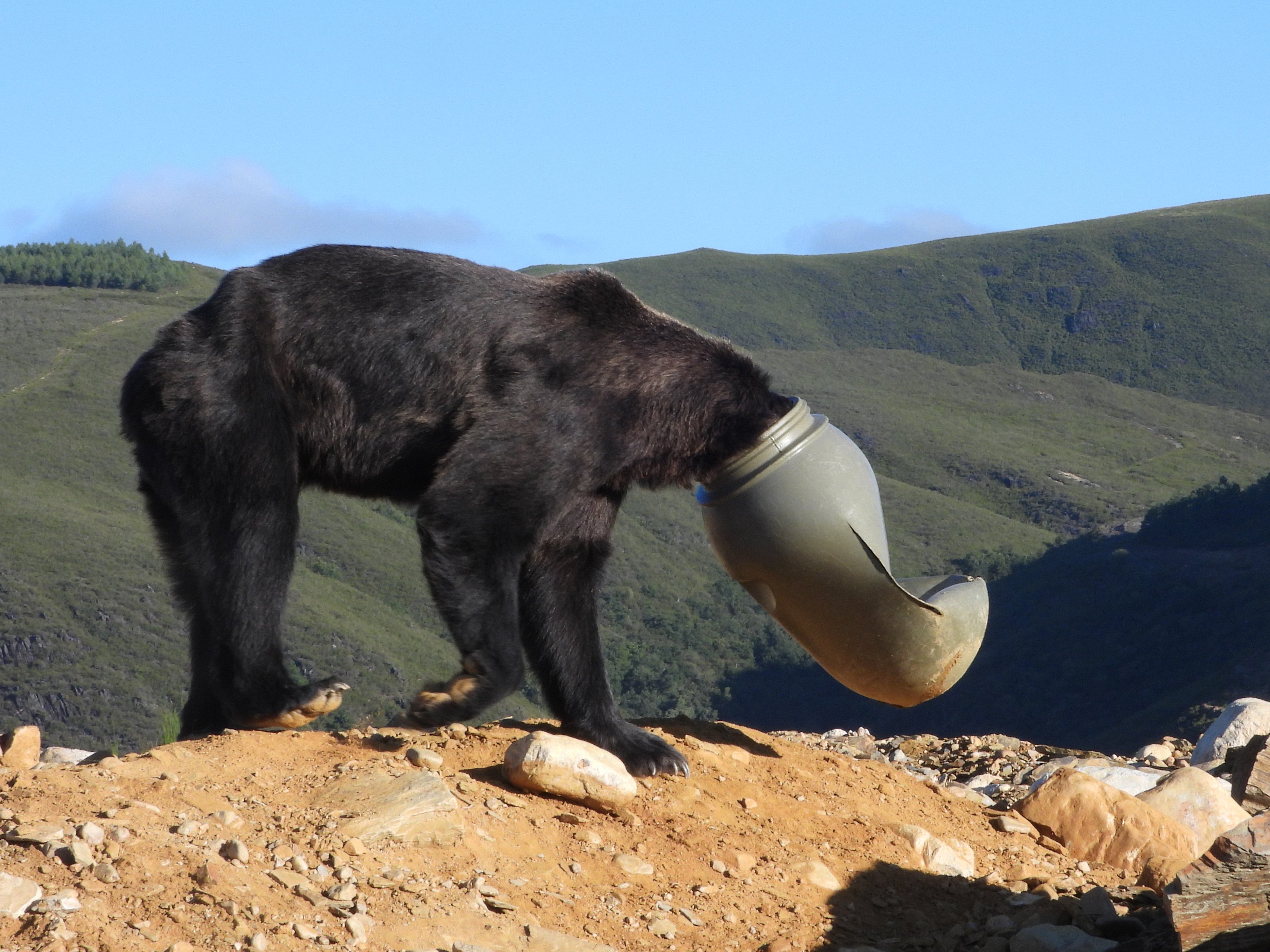 Liberaron a un oso que tenía su cabeza atorada en un contenedor