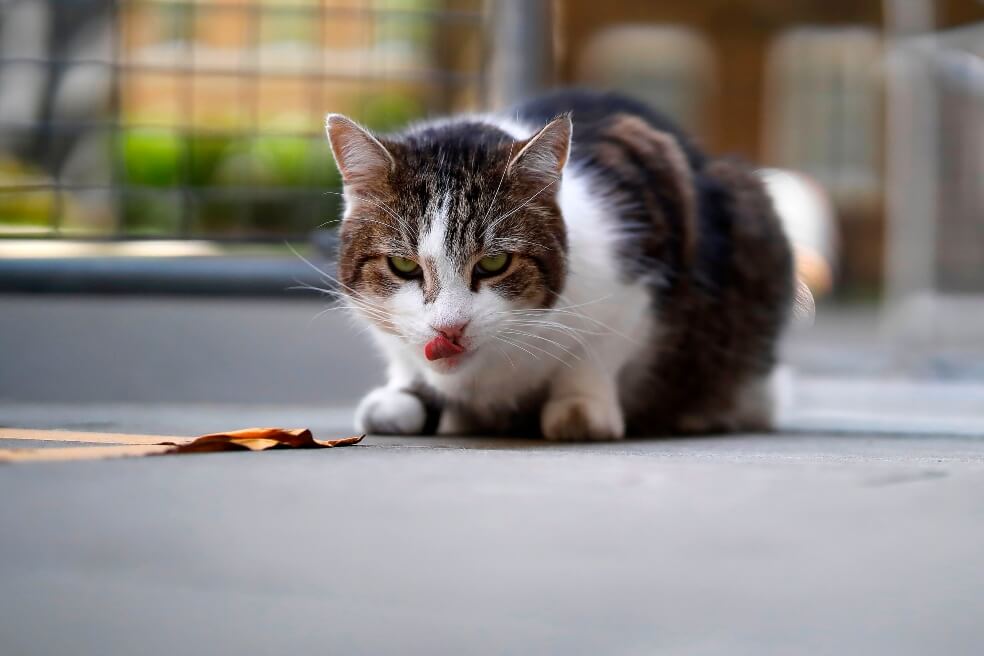En imágenes: los gatos se toman las calles en la cuarentena mundial