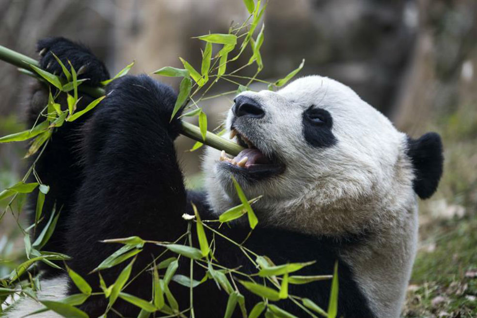 Nuevas acusaciones de maltrato a osos panda en principal reserva de China
