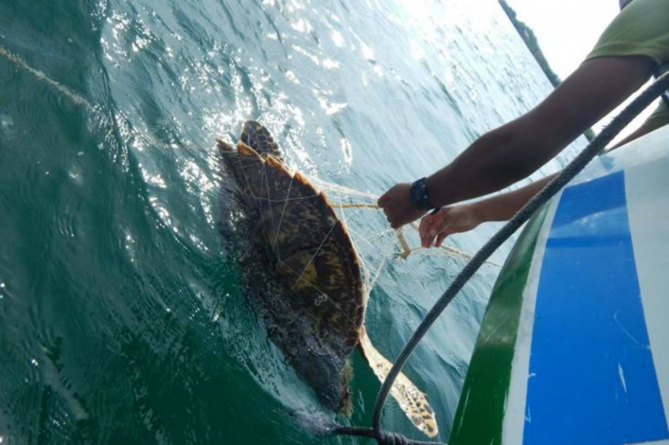 Preocupación por capturas de tortugas en el Golfo de Morrosquillo