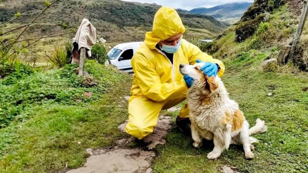 Más de 200 perros de la calle han sido atendidos durante la cuarentena en Bogotá