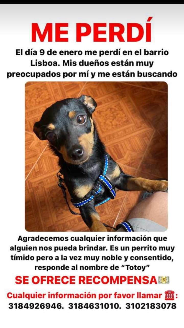 Perro perdido en Bogotá
