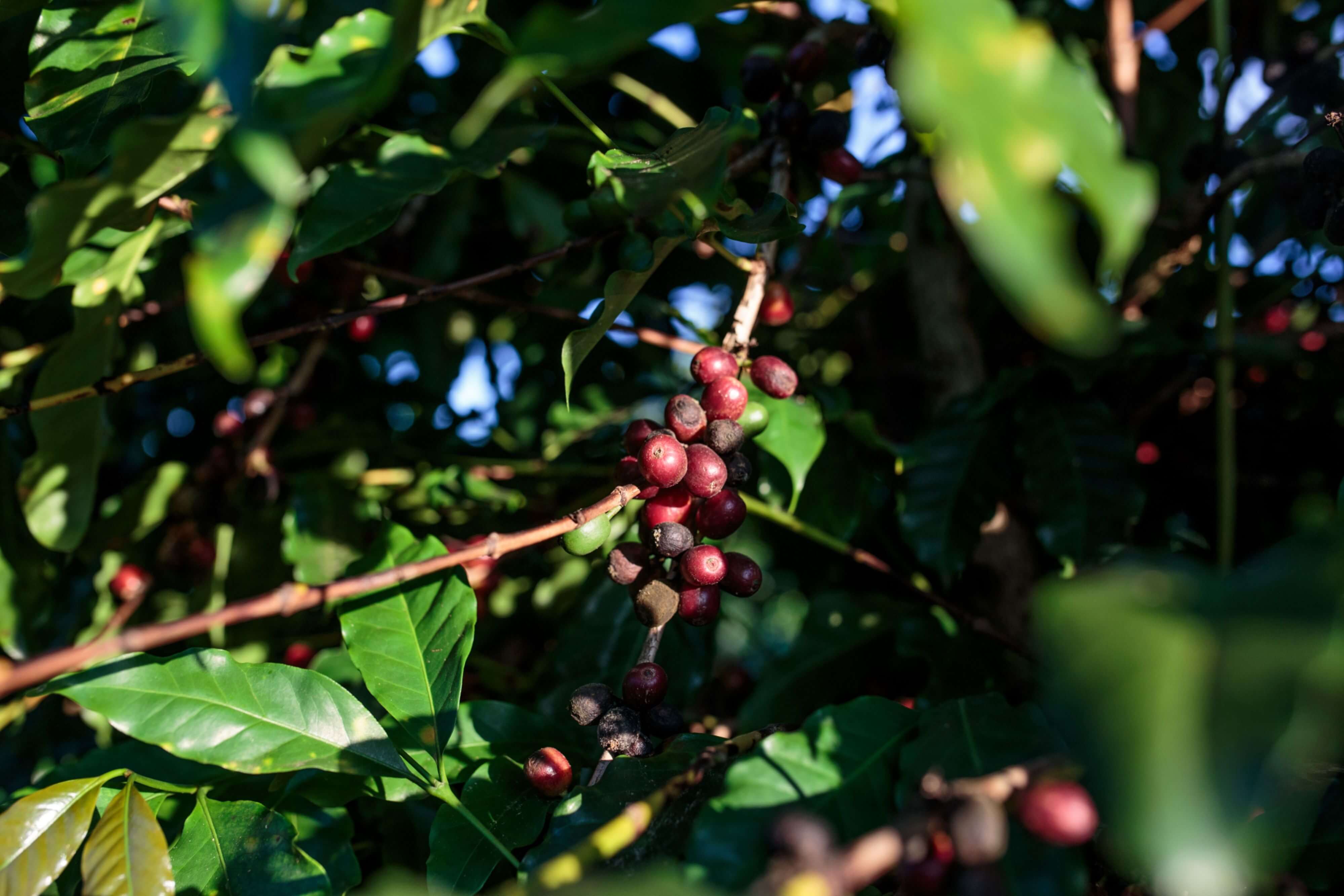Enormes exportaciones de café de Brasil pondrían fin a repunte del precio
