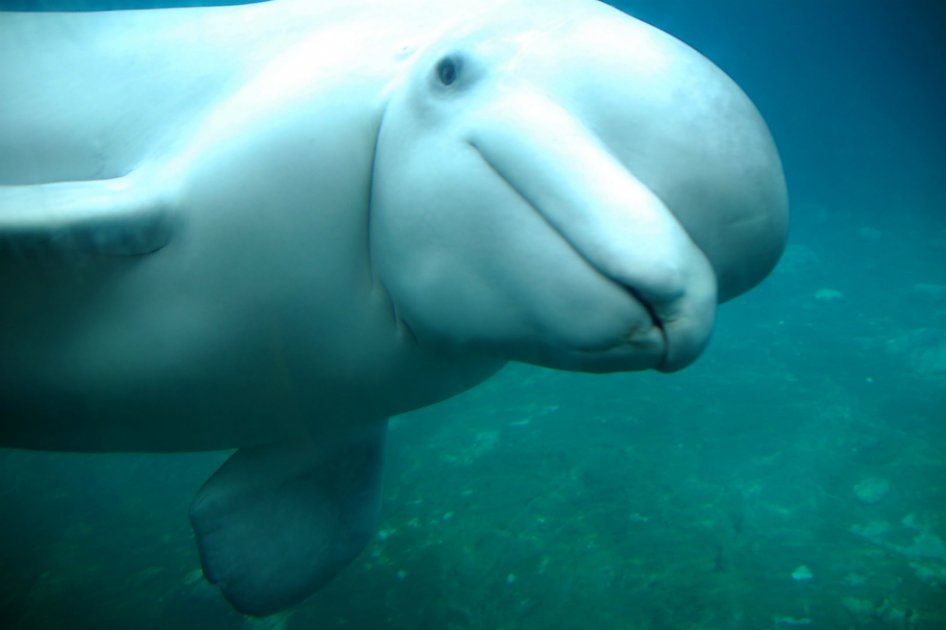 Belugas alteran sus migraciones por culpa del deshielo ártico