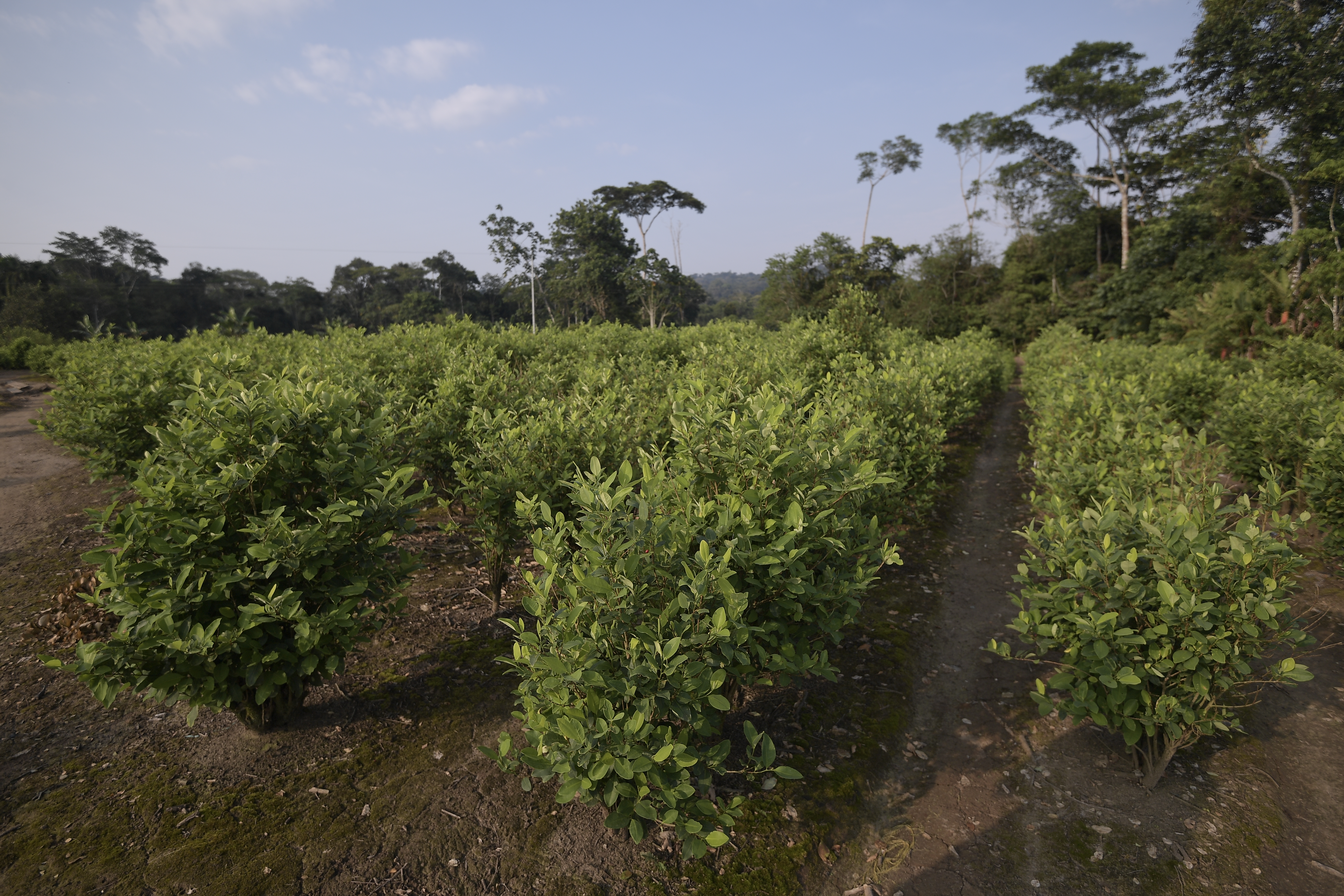 Plantación de hoja de Coca.