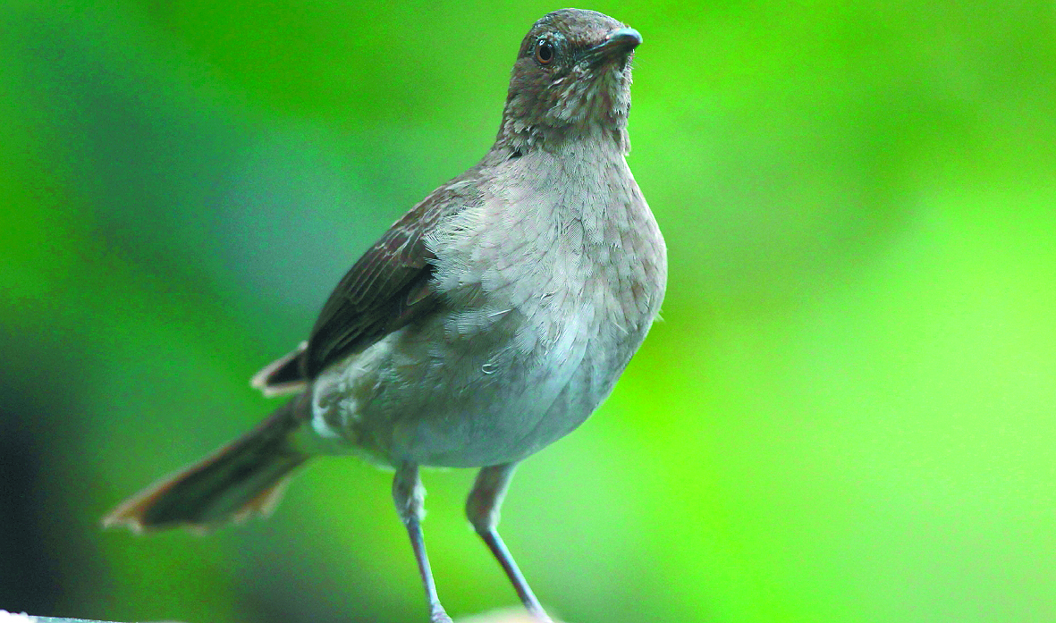 Algo grave está sucediendo con las aves del planeta