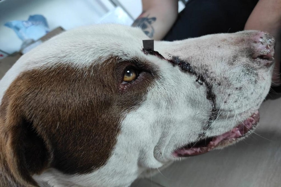 Snoop, el perro que fue atacado con unas tijeras por un hombre en la vía a La Calera