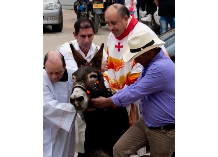 Sacerdote causa indignación al entrar montado en burra a misa de Semana Santa