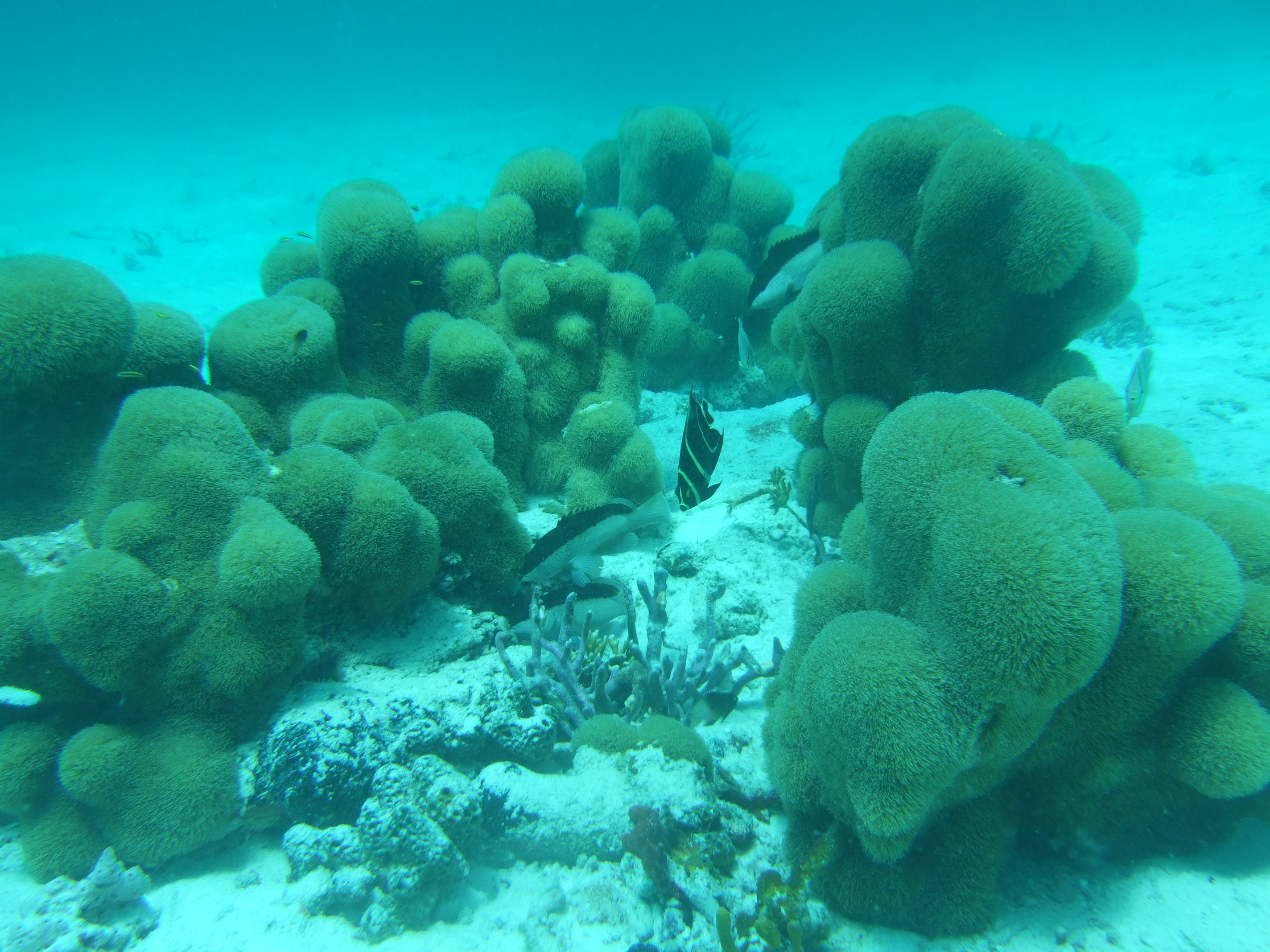 Cop15 | Más de 1500 especies marinas están en riesgo de extinción