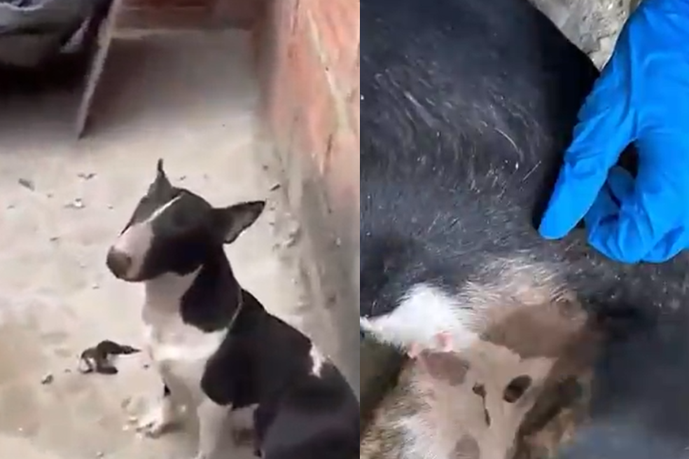 Rescatan a perrita bull terrier que, presuntamente, sufrió maltrato en Bogotá
