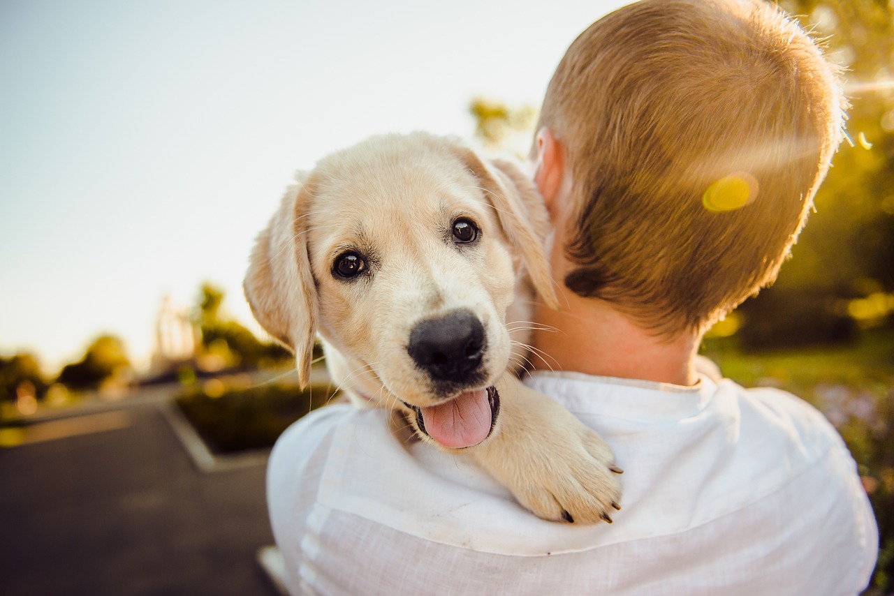 ¿Por qué es bueno tener un perro en la casa?