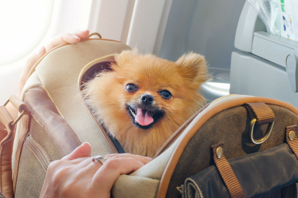Consejos para viajar con tu mascota en avión
