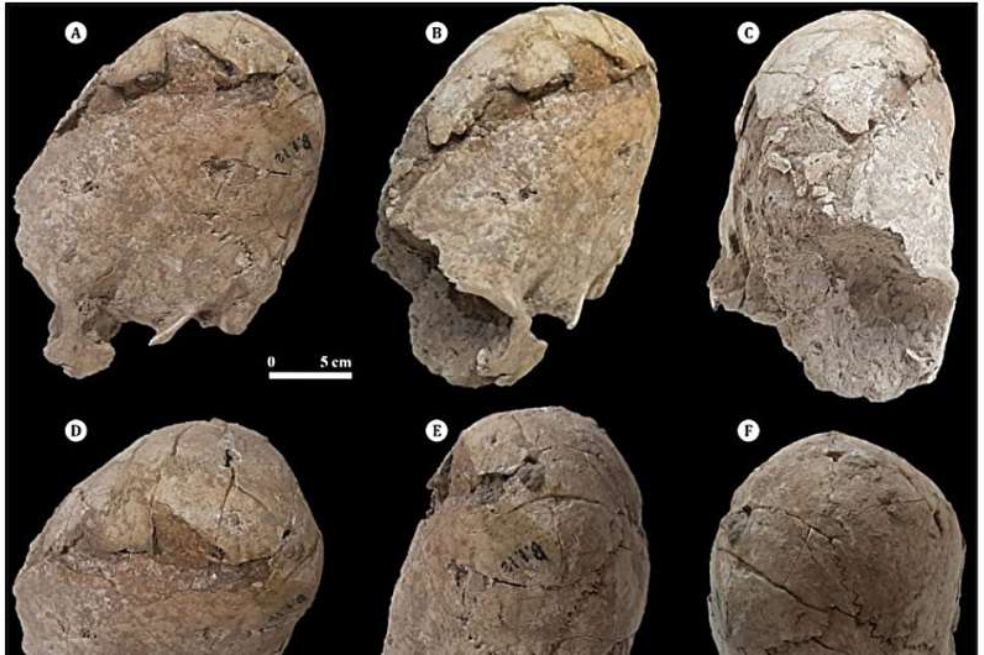 Encuentran el cráneo de una adolescente de hace 6.200 años y tiene forma de cono