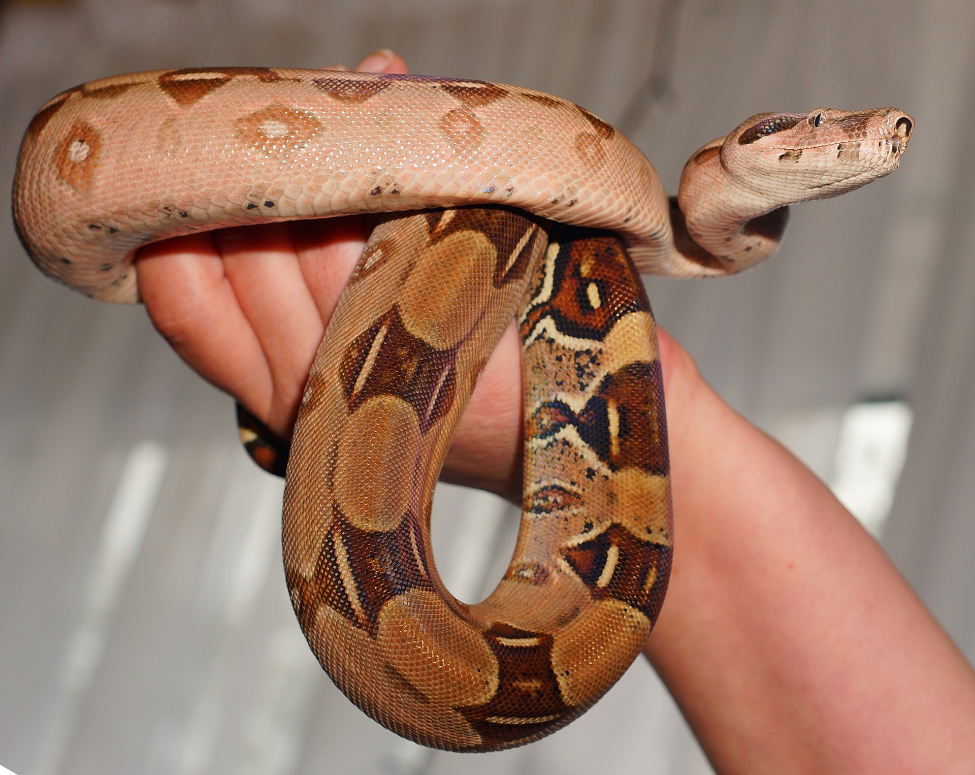 Boa constrictor, que fue agredida con un machete en Tolima, fue rescatada