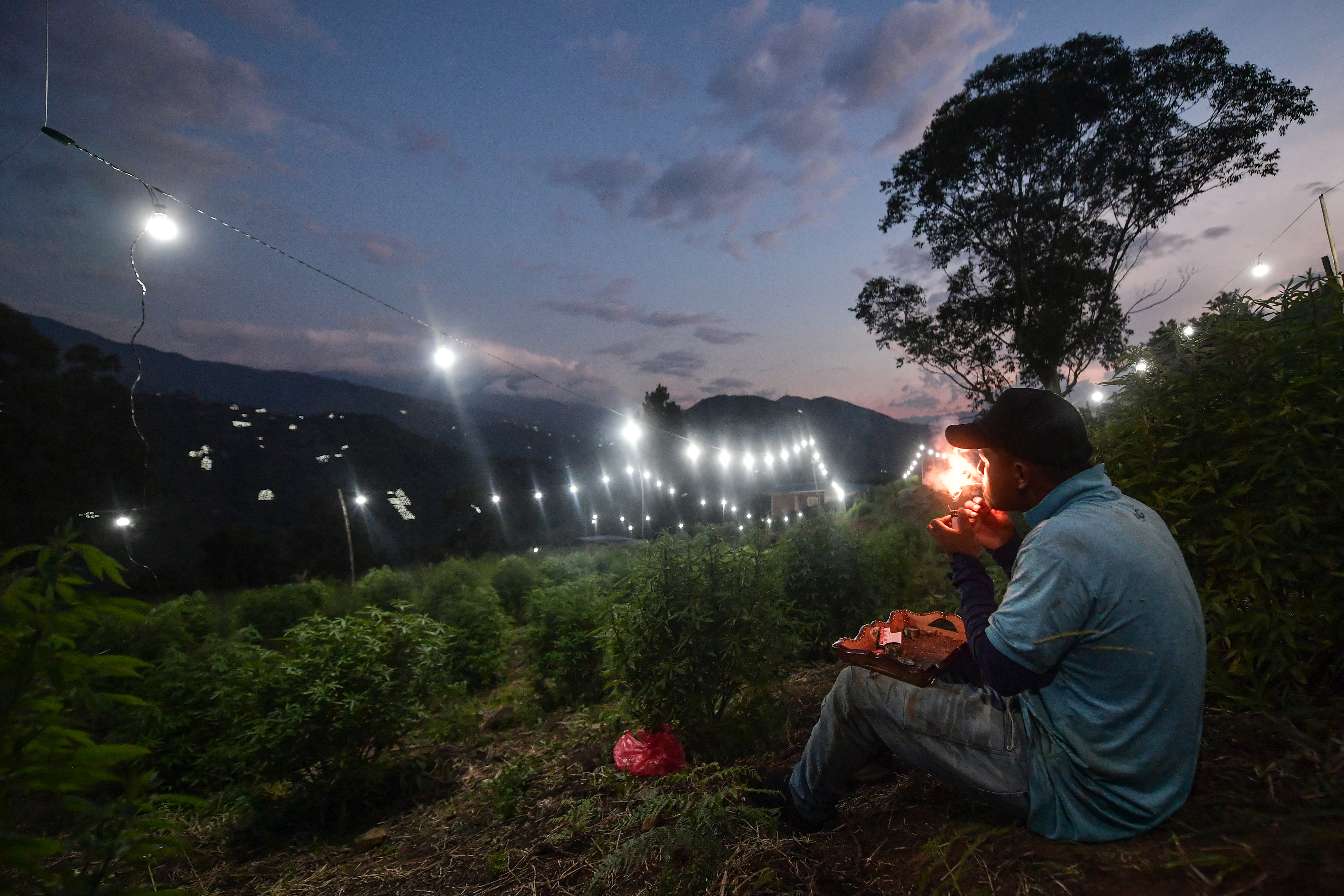Así se mueve el negocio de la marihuana en el Norte del Cauca