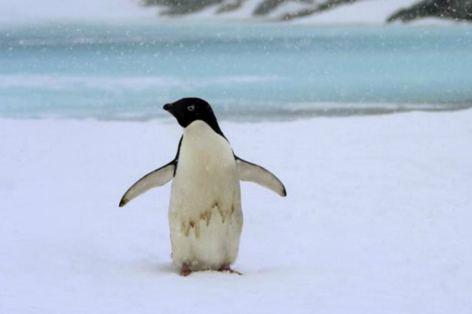 Científicos confirman dramática reducción de la población de pingüinos en la Antártida