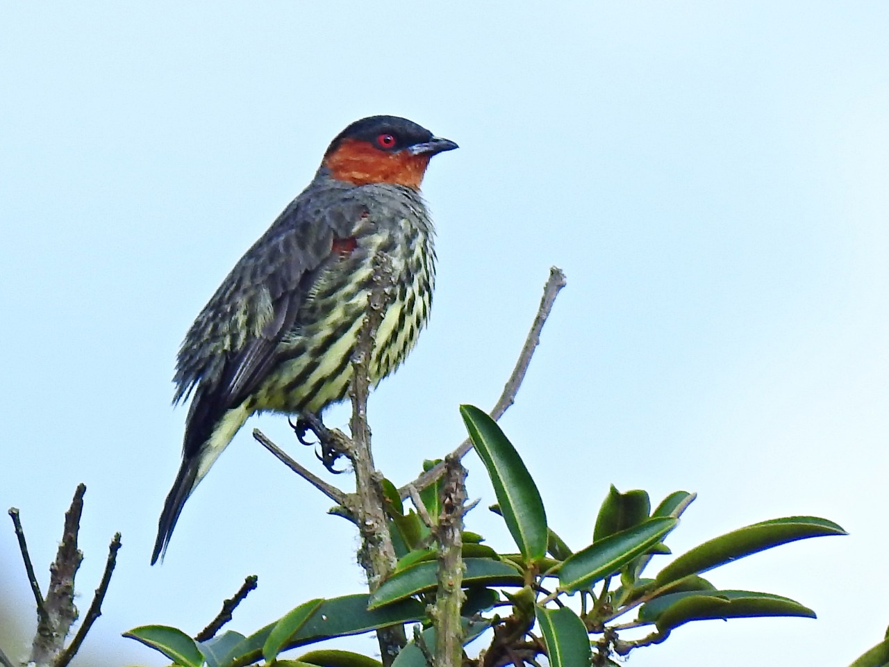 Registran nuevas especies de aves en el Huila