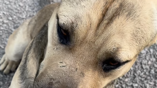 En video: perrito abandonado camina hasta un santuario para pedir amor y refugio