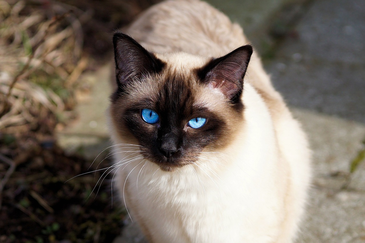 ¿Qué razas de gatos se llevan mejor entre sí?