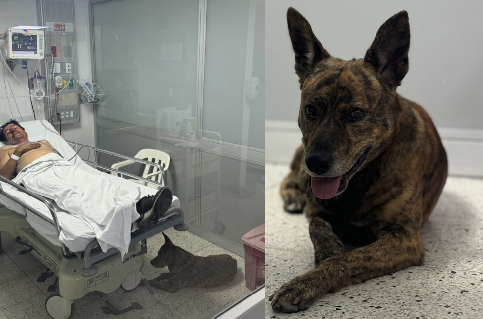 La historia de Jack, el perro que no abandona a su amo en hospital de Medellín
