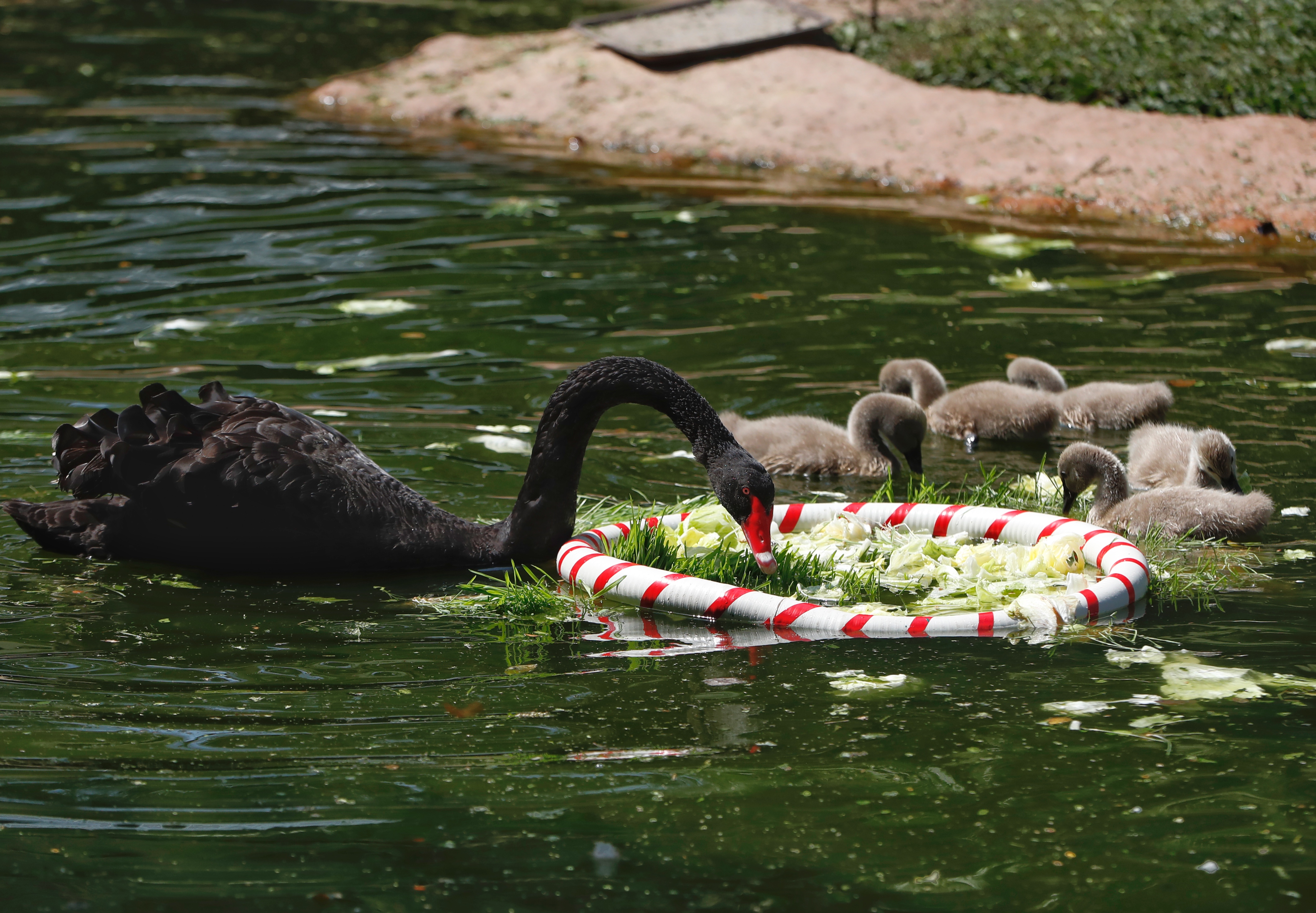 Promotores de bienestar animal le dieron una dulce navidad a varios animales del zoológico con cajas adornadas como regalos donde les ofrecieron los alimentos que más disfrutan.