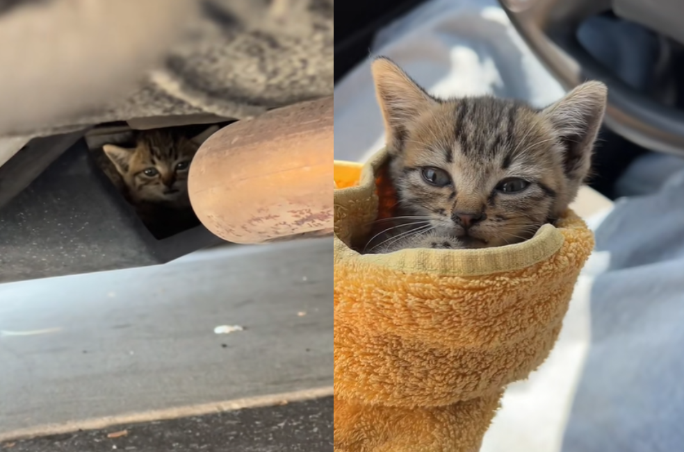 “Escucho un gato”: el hallazgo que cambió la vida de un creador de contenido